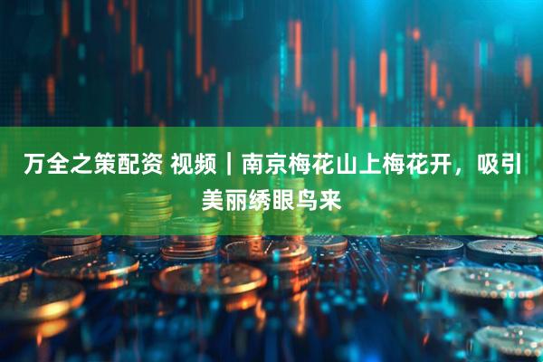 万全之策配资 视频｜南京梅花山上梅花开，吸引美丽绣眼鸟来